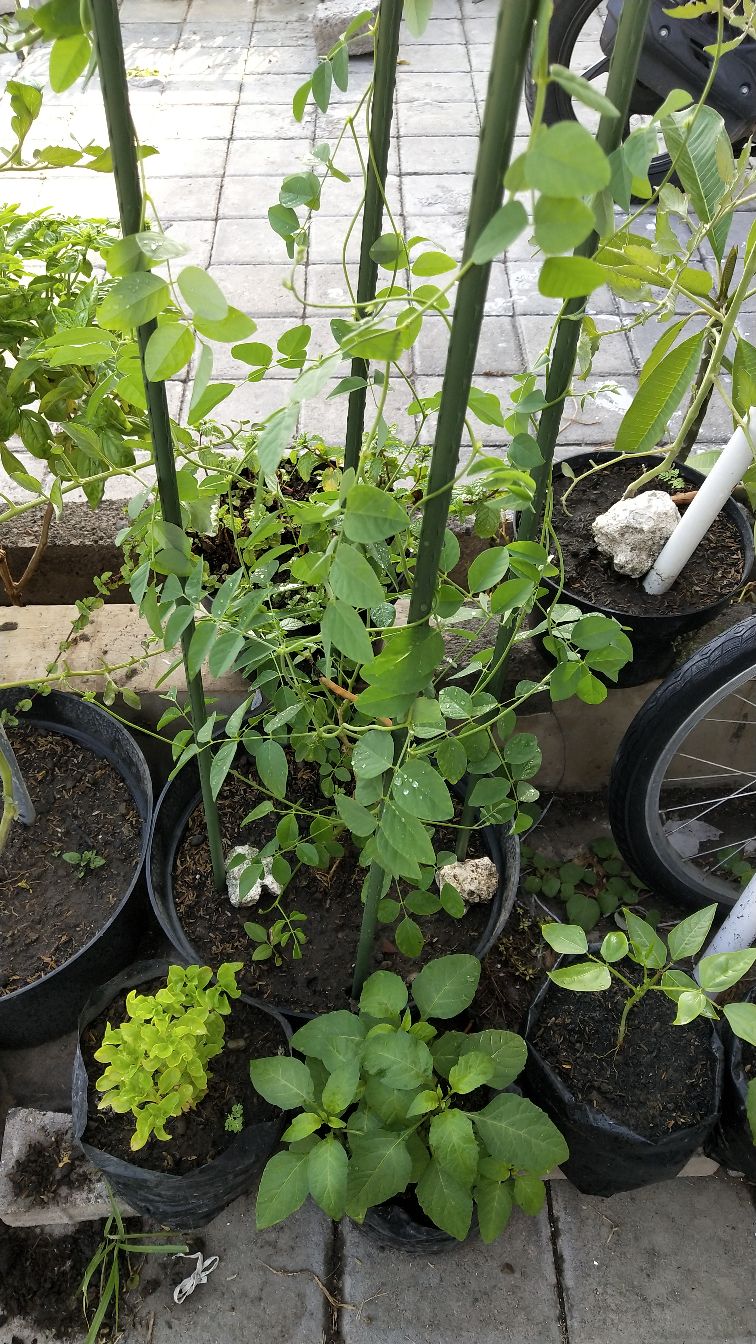 Ajir Tanaman Merambat Model Lurus 150 Cm