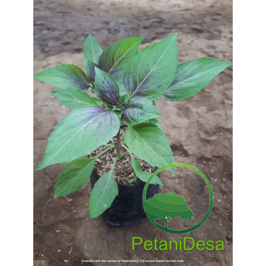 Bibit Tanaman Herbal Purple Ruffles Basil - Basil Ungu