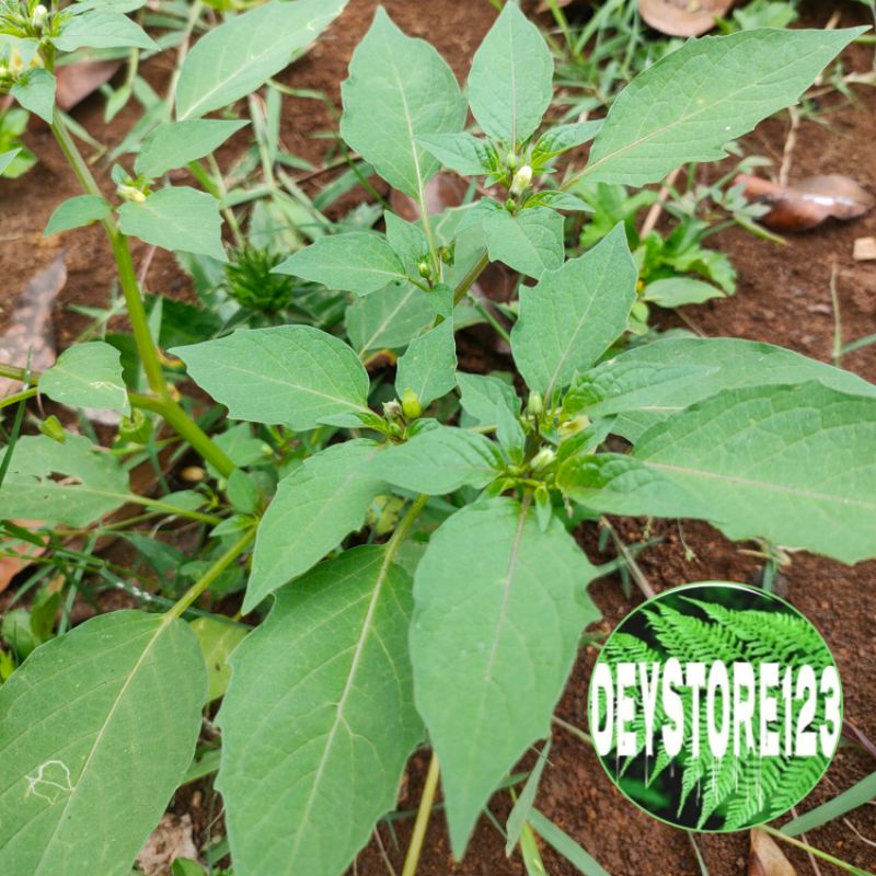 

Daun batang akar cecendet ciplukan segar 1 kg