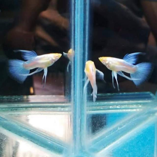 Guppy sky blue topaz skyblue topaz ribbon rebon percantik aquarium aquascape murah grosir ecer