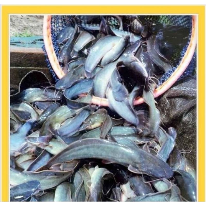 

IKAN LELE FRESH DARI KOLAM 1 KG