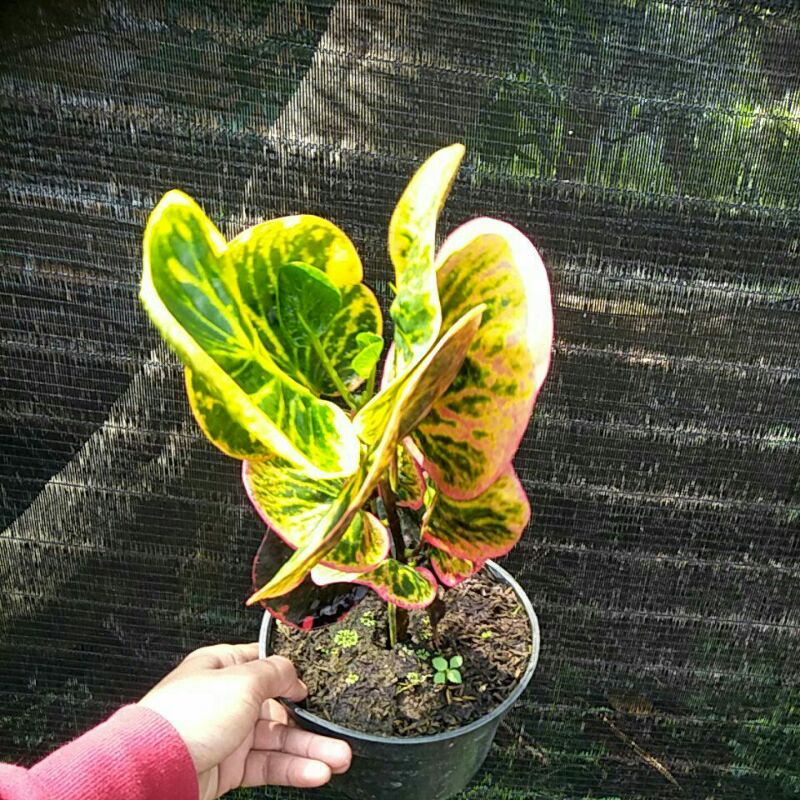 tanaman hias puring apel rehana ekonomis