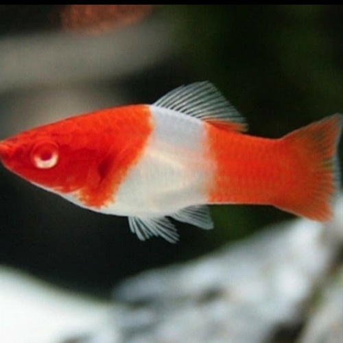 platy santa claus