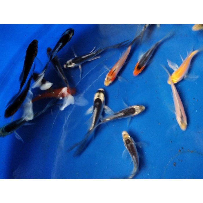 Ikan Koi Kumpay Slayer paket 5 ekor