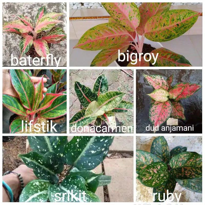 paket ideal 7 jenis anakan aglonema