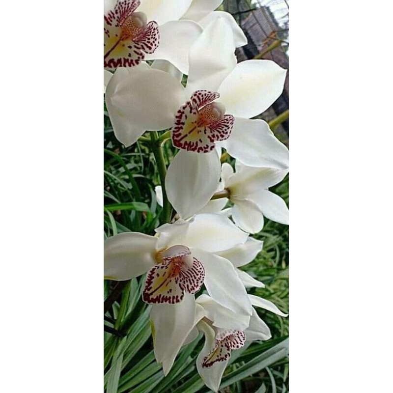 Tanaman anggrek Cymbidium Australia putih
