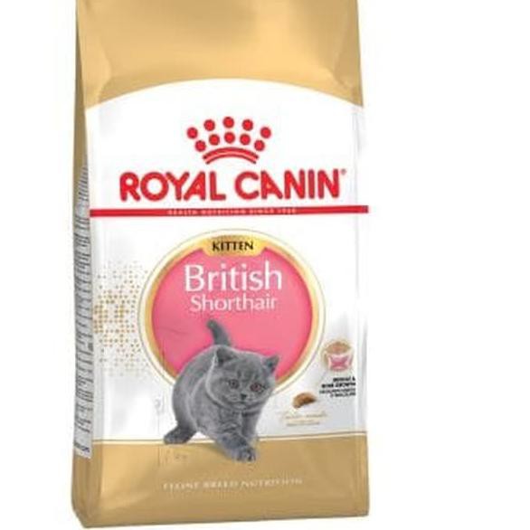 british shorthair hypoallergenic