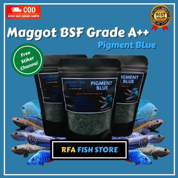 Udang kering Magot BSF GRADE A++ Pigment  Yellow Blue Red Pakan Ikan Predator Chaanna bukan el barca feed