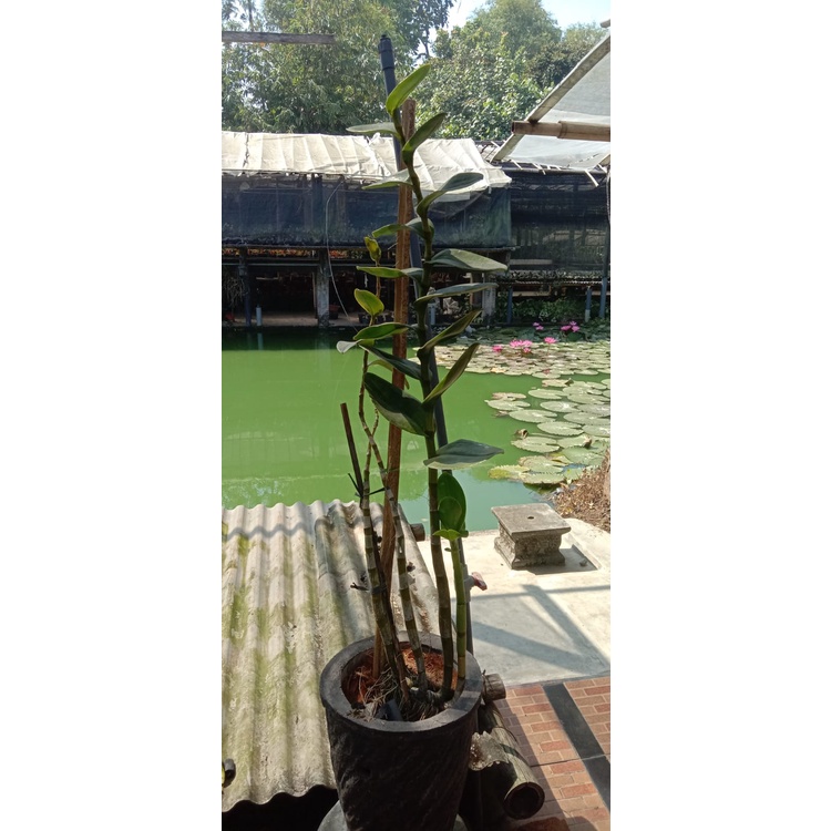 dendrobium 1m up md