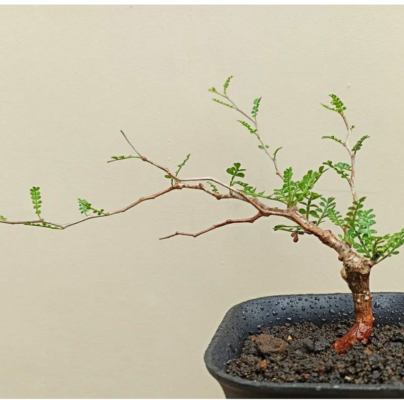 Operculicarya Pachypus | Sukulen | Bonsai Mini Madagaskar