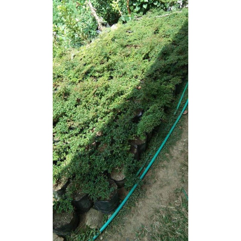 bucida spinosa atau black olive atau geometri semai biji