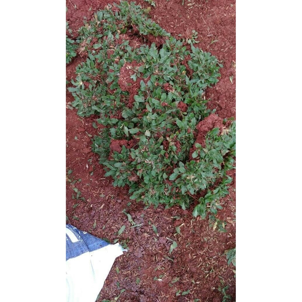 Rumput gajah mini rumput taman rumput gajah mini rumput hias gajah mini