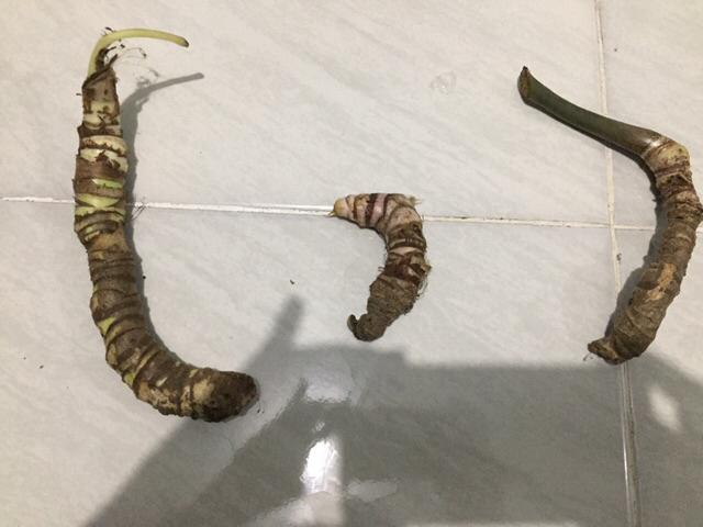 Bonggolan Alocasia Rigina