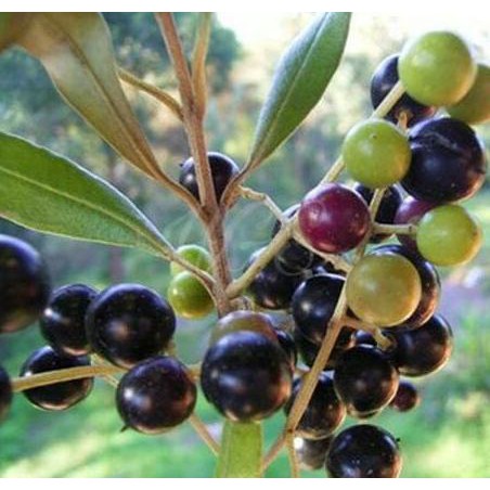 KW IMPORT BIBIT TANAMAN MINYAK ZAITUN PROMO♨