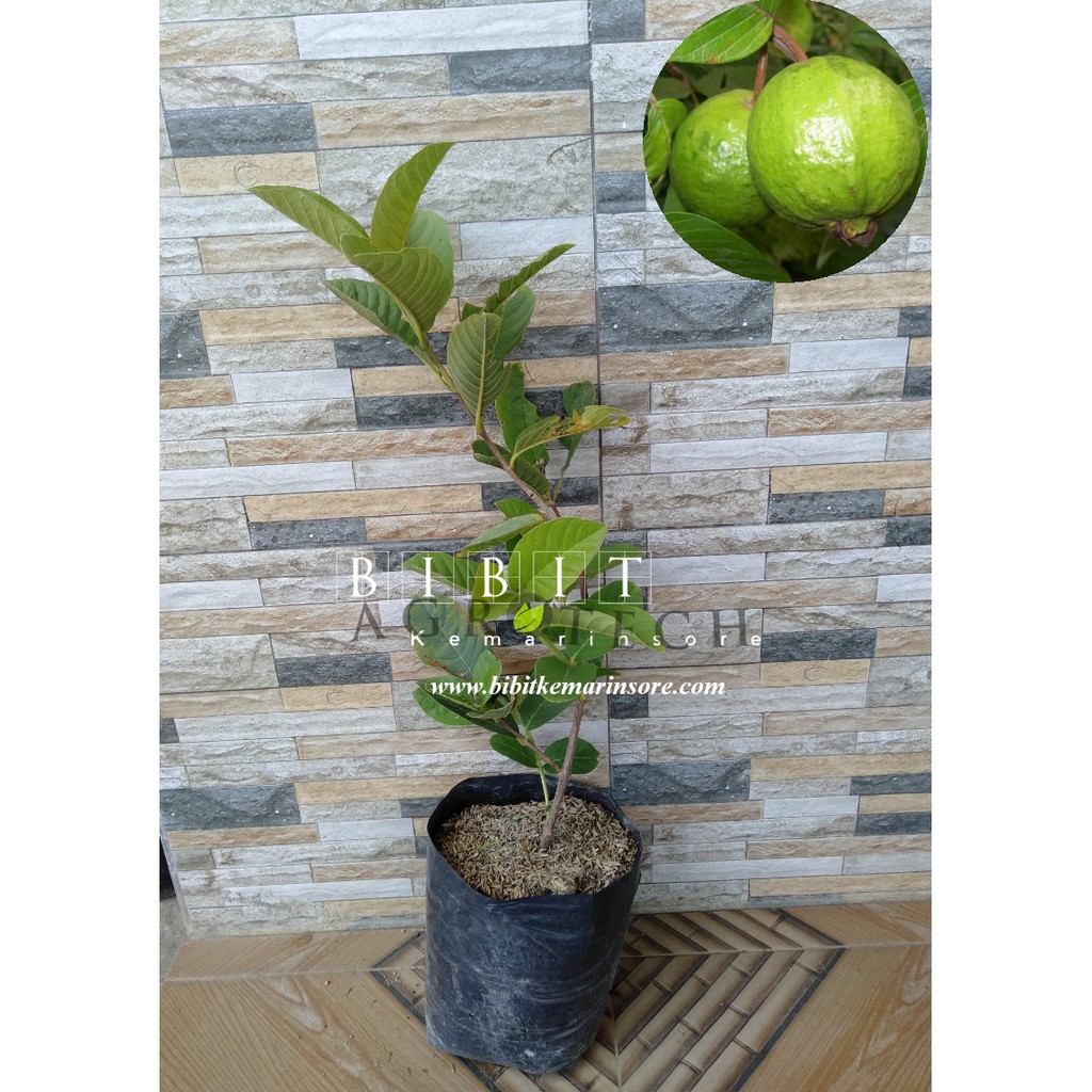 Bibit Jambu Bangkok Merah (Jaminan Original)