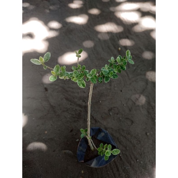 Bonsai Sancang Varigata Mini