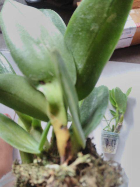 Bibit Anggrek Dendro - Dendrobium Seedling Hybrid
