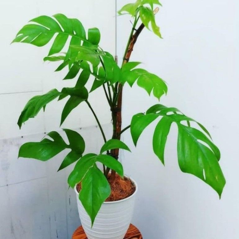 TANAMAN HIAS MONSTERA EKOR NAGA BIBIT TANAMAN PHILODENDRON MONSTERA EKOR NAGA