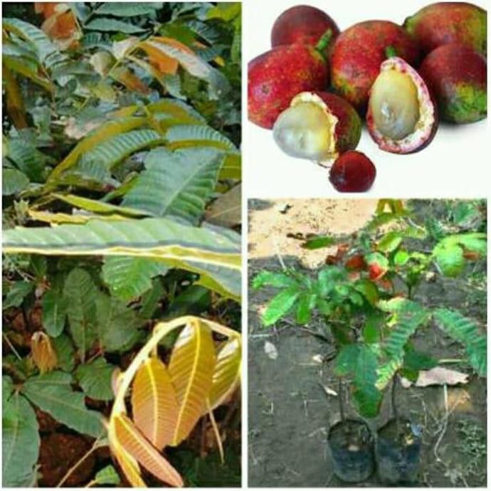 Bibit Buah Matoa Merah Super