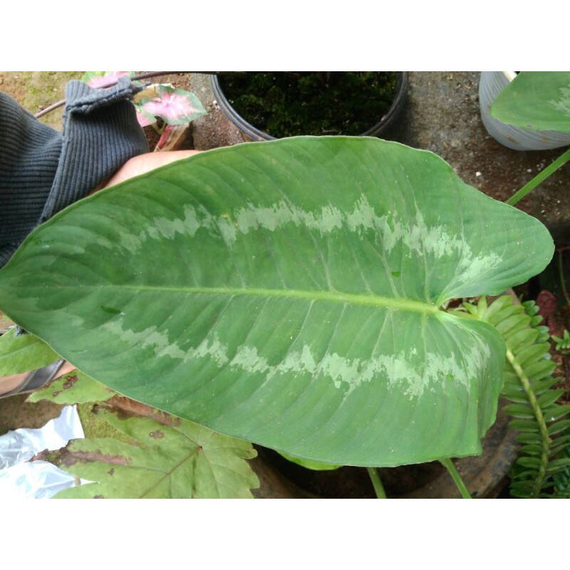 Homalomena Tanaman hias Homalomena