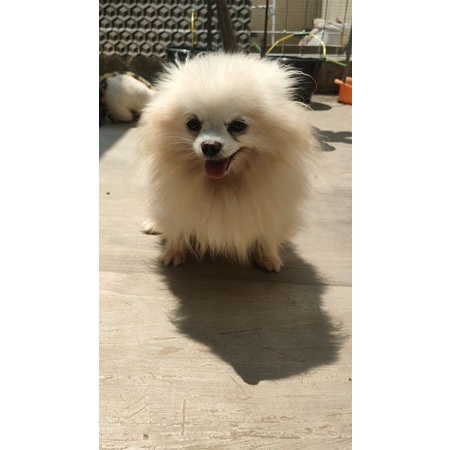 Anjing minipom