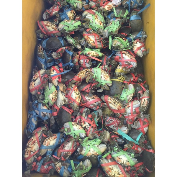 

Kepiting Hidup Super 1 Kg isi 8-10