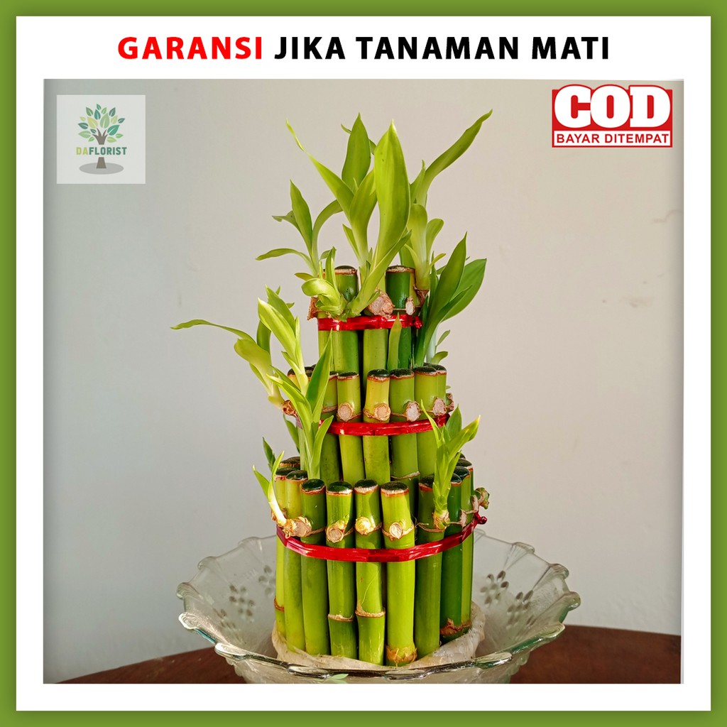 TANAMAN HIAS BAMBU HOKI SRI REJEKI MURAH BUNGA HIDUP ASLI TANAMAN HIAS BAMBU HOKI SRI REJEKI MURAH BUNGA HIDUP ASLI