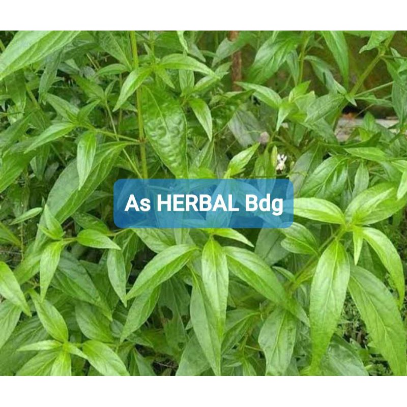 

ALLS Daun sambiloto segar per 50 lembar