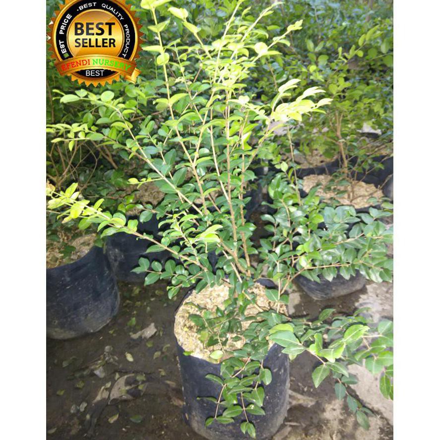 Bibit Tanaman Anggur Berazil G3P