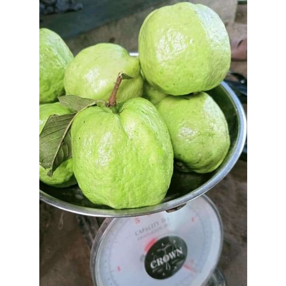 

jambu kristal 1kg