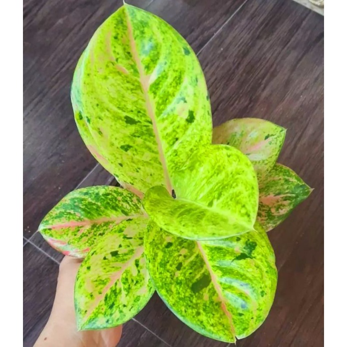 Aglonema Emerald Tanaman Hias Bunga Aglaonema Murah Merah BUKAN bonggol bibit - tanaman hias hidup - bunga hidup - bunga aglonema - aglaonema merah - aglonema merah - aglonema murah - aglaonema murah