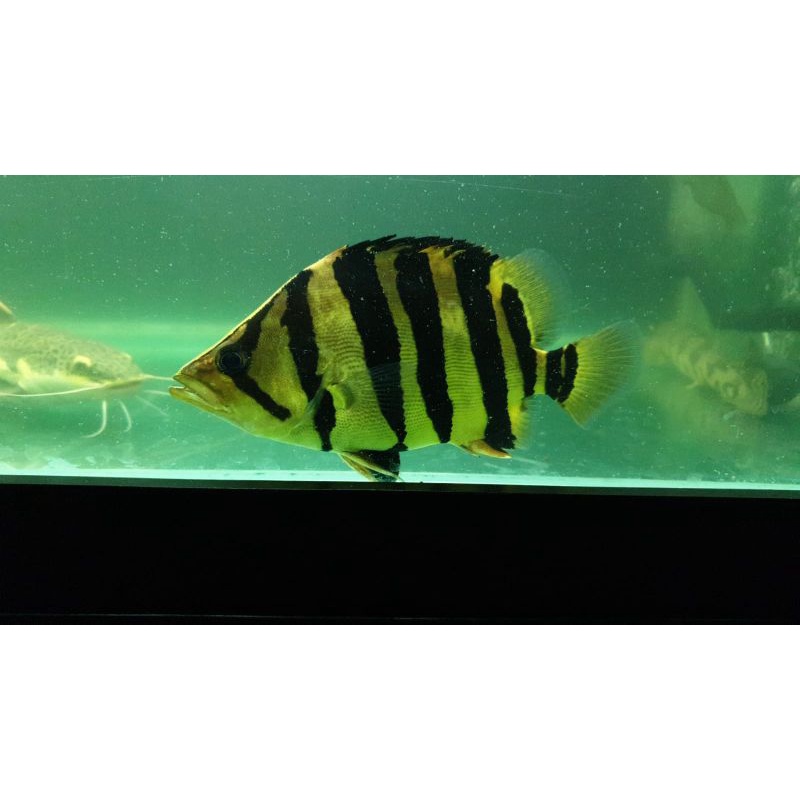 Datz sumatra 4 bar crosbelly