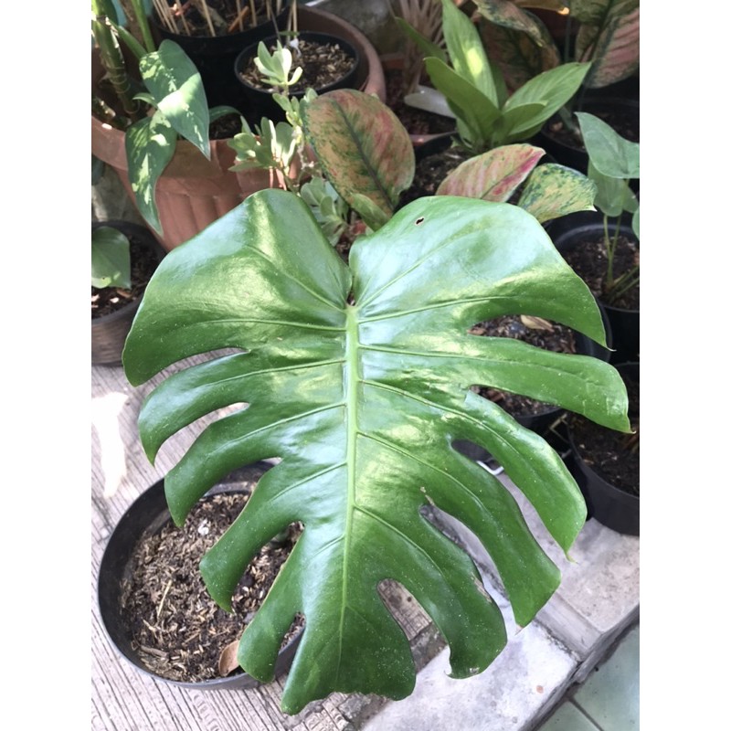 MONSTERA KING 1 DAUN BAGUS