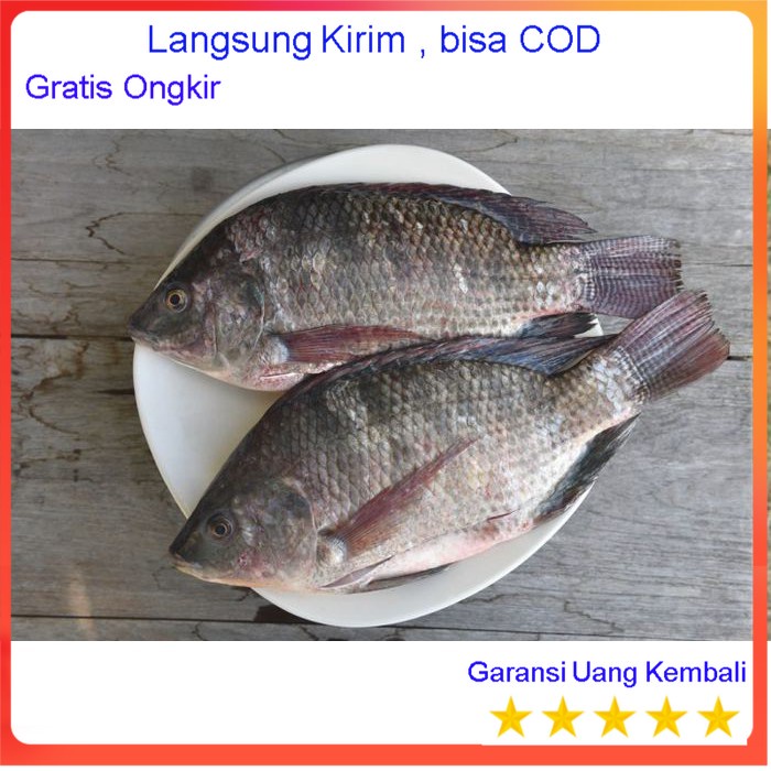 

[Yunko] Ikan Mujair Mujaer Segar Fresh Pasar Online Surabaya Alat Pertukangan Praktis Portable Barang Unik Souvenir Kado Parcel Hampers Bingkisan Mobile Parcel Camping Outdoor Wisata Travelling Rekreasi Murah Grosir Berkualitas Serbaguna Multifung