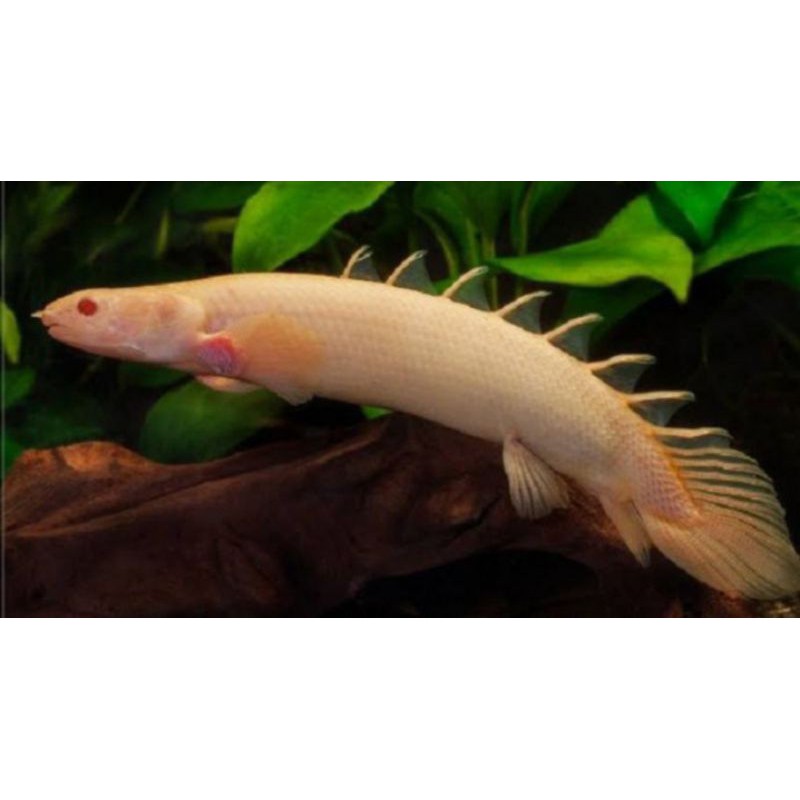Ikan palmas albino