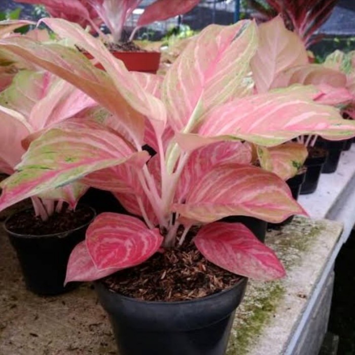 Tanaman hias bonggol aglonema bidadari