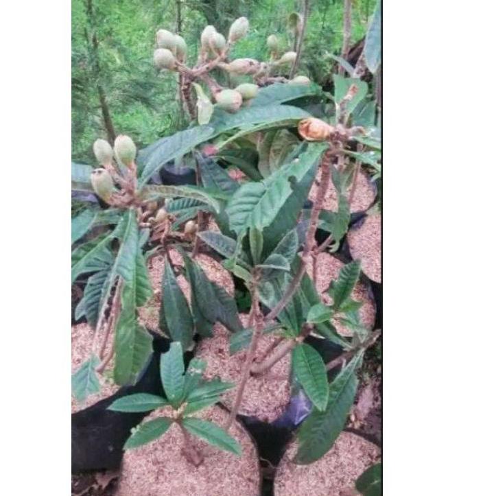 Serbuuuu.. Tanaman Bibit Buah Leci Biwa sudah berbuah dan berbunga