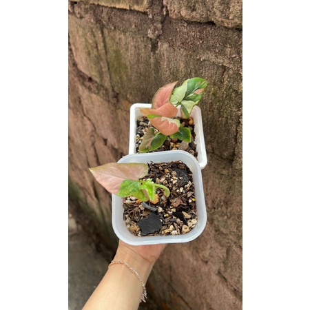 syngonium red spot tricolor,redspot,taman, tanaman hias indoor outdoor kode silfia