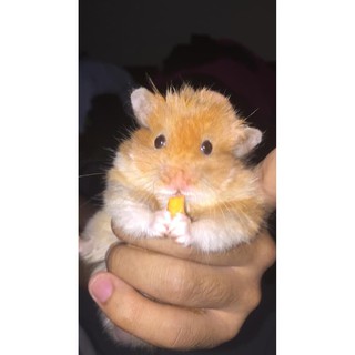 Hamster Syrian Anggora Remaja Gak Gigit Shopee Indonesia