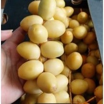 

11 JUN 22 KURMA MUDA KUNING BARHEE 1kg / KURMA MUDA MEDAN / KURMA MUDA PROGRAM HAMIL/KURMA SUBUR