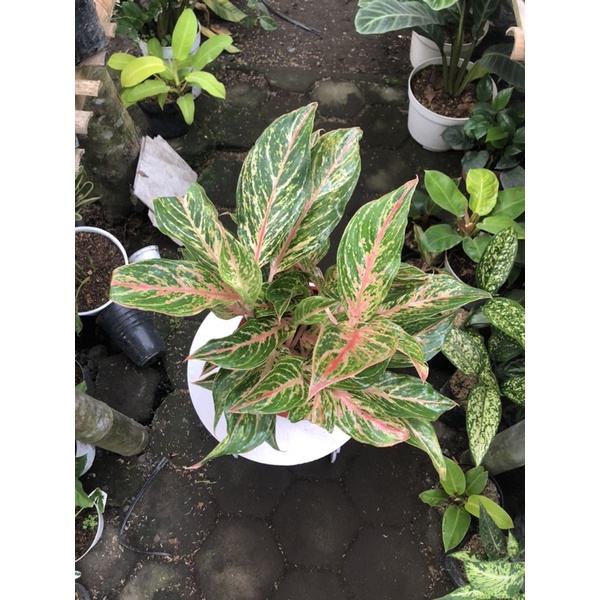 aglaonema butterfly rumpun 11