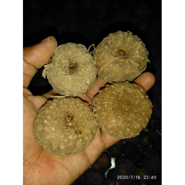 BIBIT UMBI PORANG ISI -+15-20 BIBIT UMBI PORANG ASLI DORMEN 1000GRAM