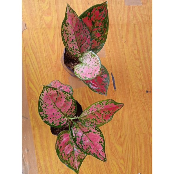 GROSIR BUNGA AGLONEMA NDUT ANJAMANI SPESIAL