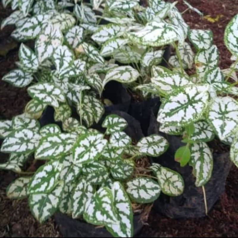 Tanaman Hias Keladi Mutiara - Caladium Mutiara - Alocasia