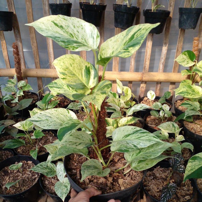 srigading putih srigading varigata