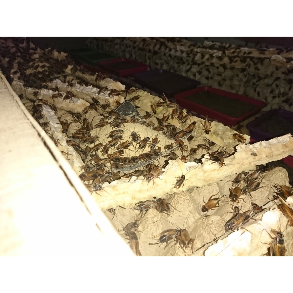 Bisnis Budidaya Jangkrik Jual Telur Jangkrik Alam Kualitas Unggul