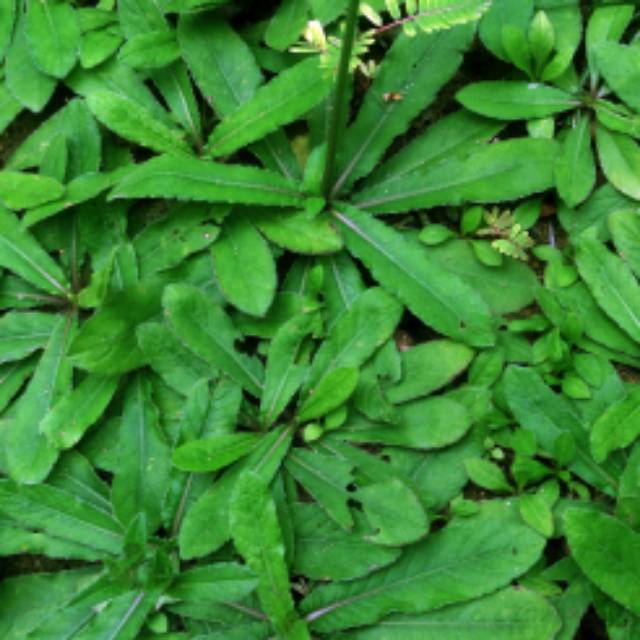 obat herbal sawi hutan