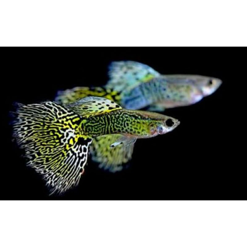 Promo Ikan Guppy Cobra Cendolan Ikan Guppy Murah Ikan Hias Ikan Murah Shopee Indonesia