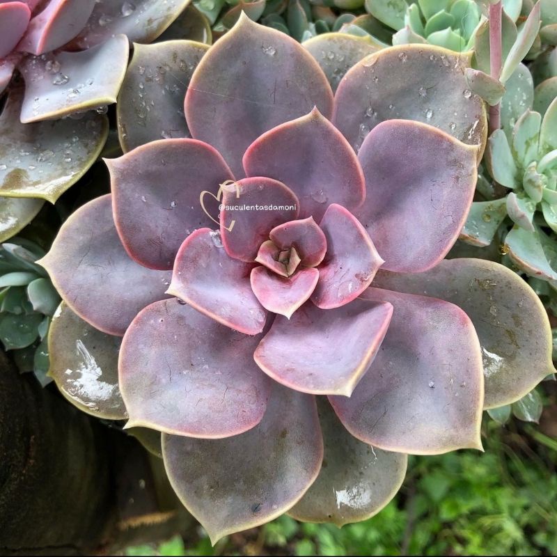 Sukulen Echeveria Perle/ PVN / Perle Von Nunberg