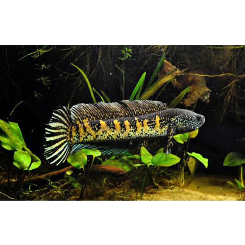 Baby Channa Auranti Size 7-8 CM